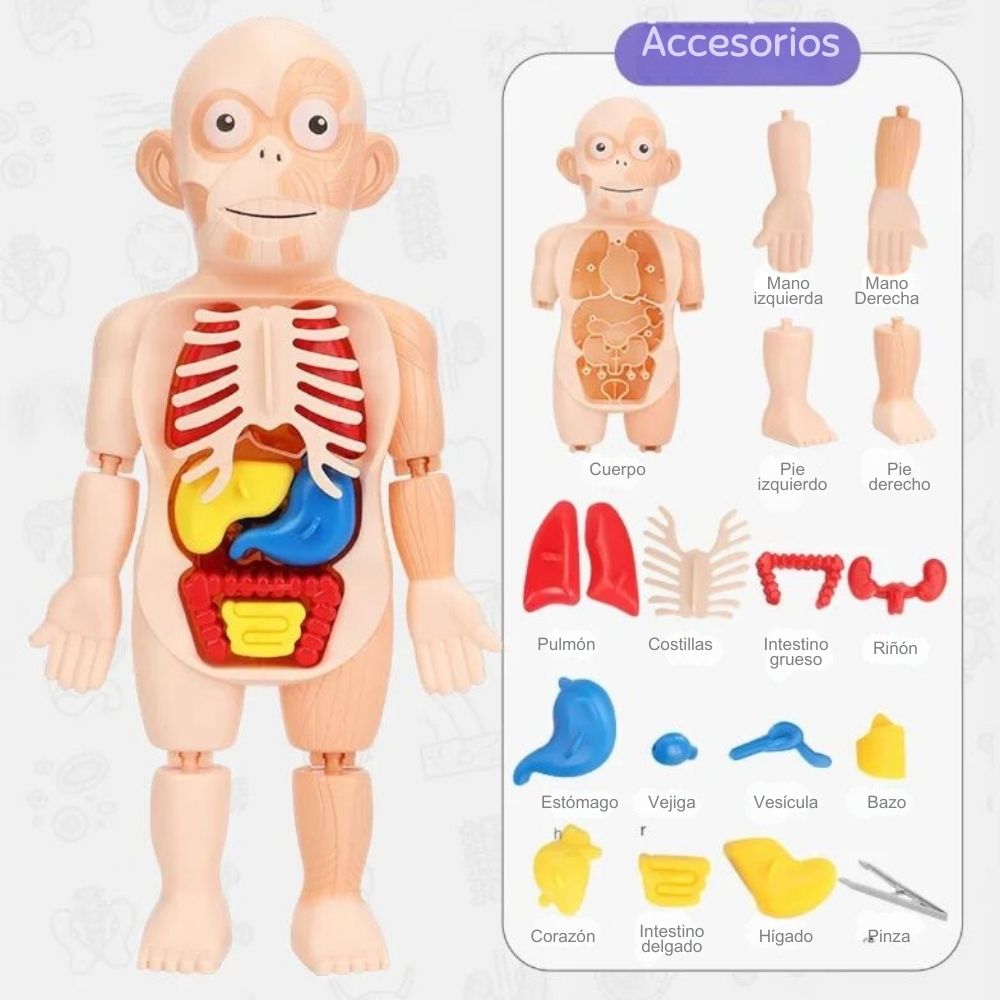 Miniatura 4 de JUGUETE EDUCATIVO DEL CUERPO HUMANO